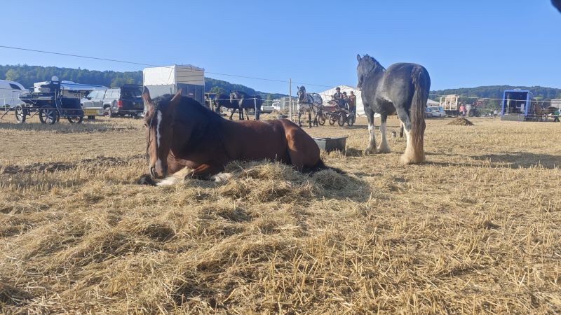 Entspannte Pferde auf unserem Paddock